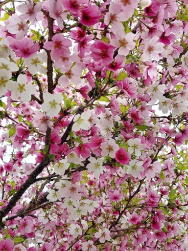 わたしの推し桜シリーズ① 弘前城植物園に1本だけの「湖上の舞