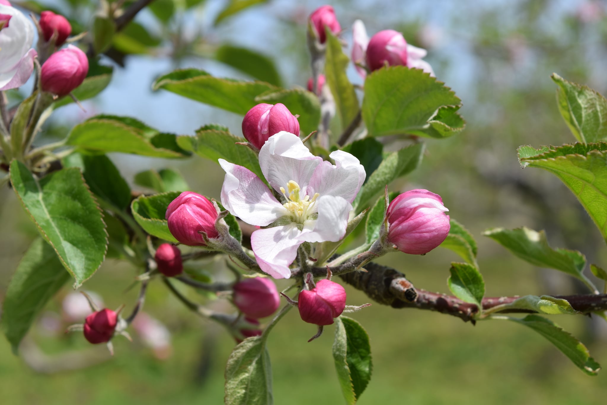 りんごの花の10日間 美しく咲くだけじゃない 確実に受粉をしてりんごの実に 弘前ぐらし 青森県弘前市の移住 交流 Ujiターン応援サイト