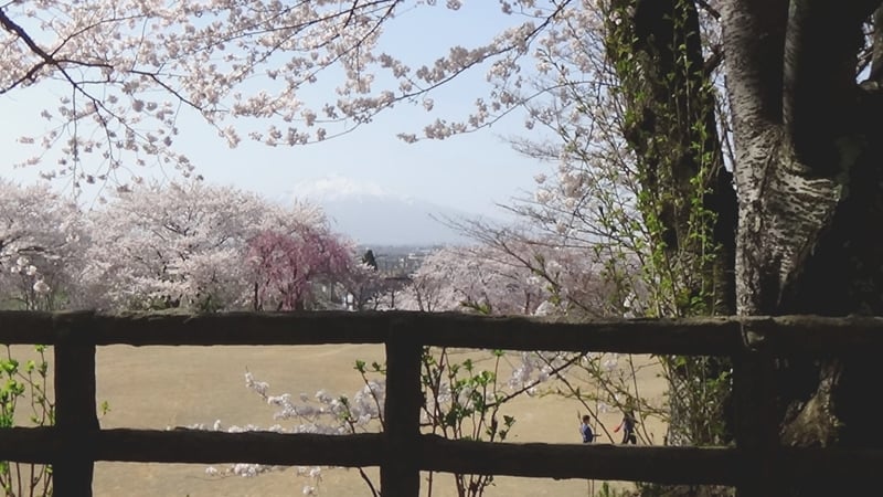 大仏公園の桜　～古城を賑わす～