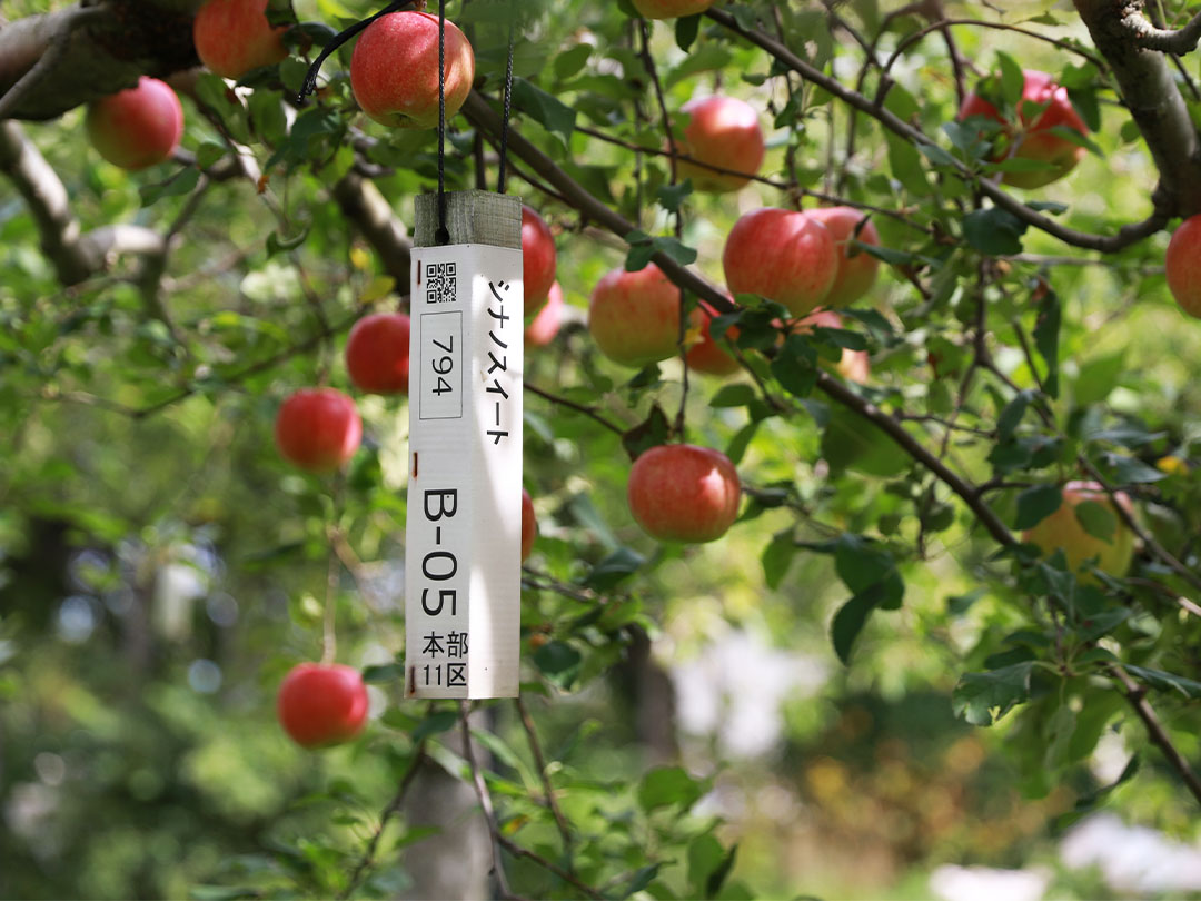 りんご栽培 ICT技術を活用