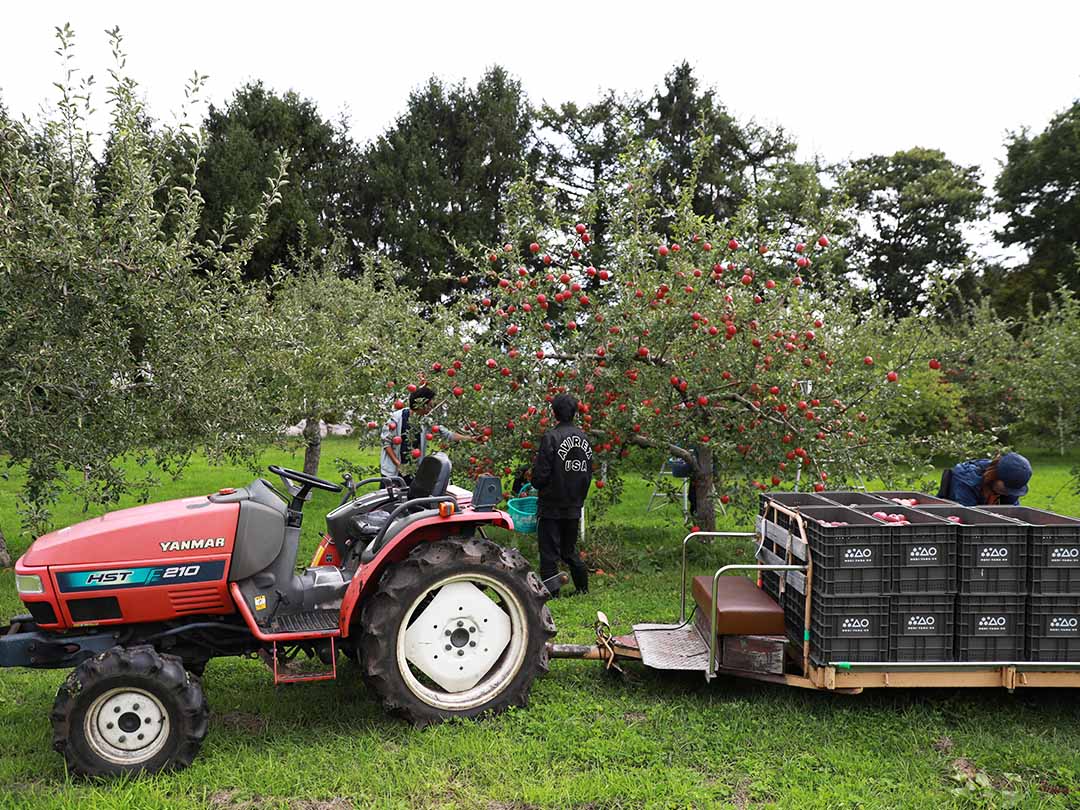 りんご 収穫の様子