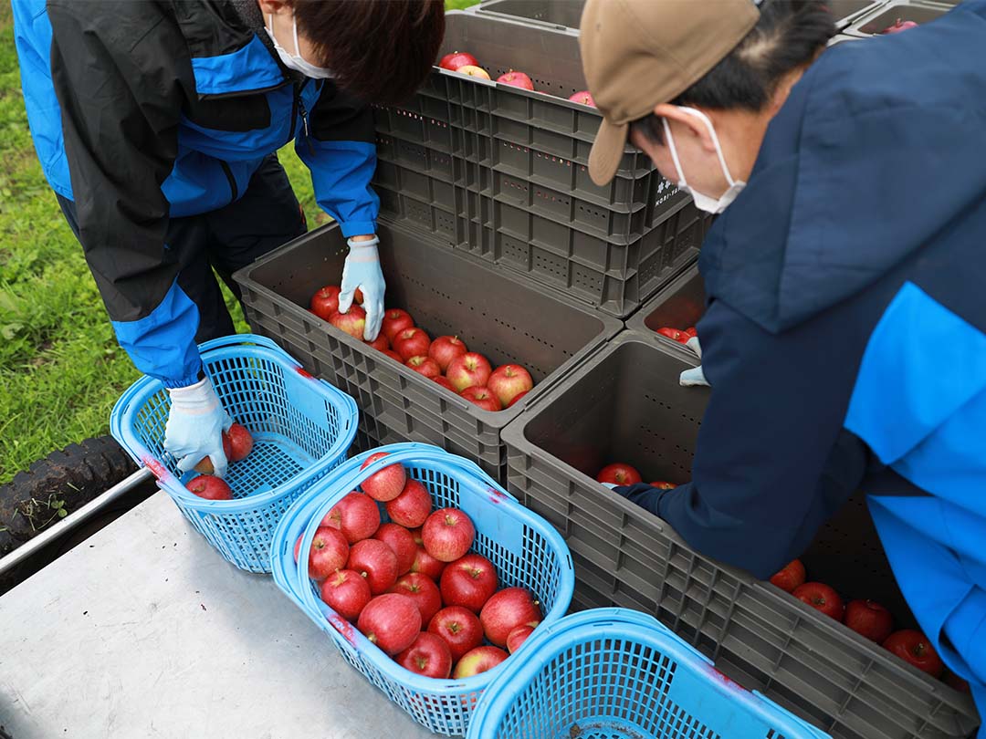大学生バイト りんご収穫の様子